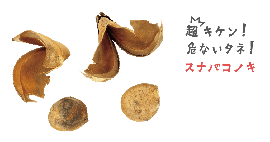 超キケン！危ないタネ！スナバコノキ