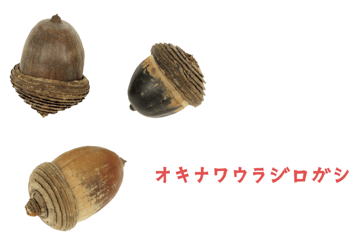 オキナワウラジロガシ