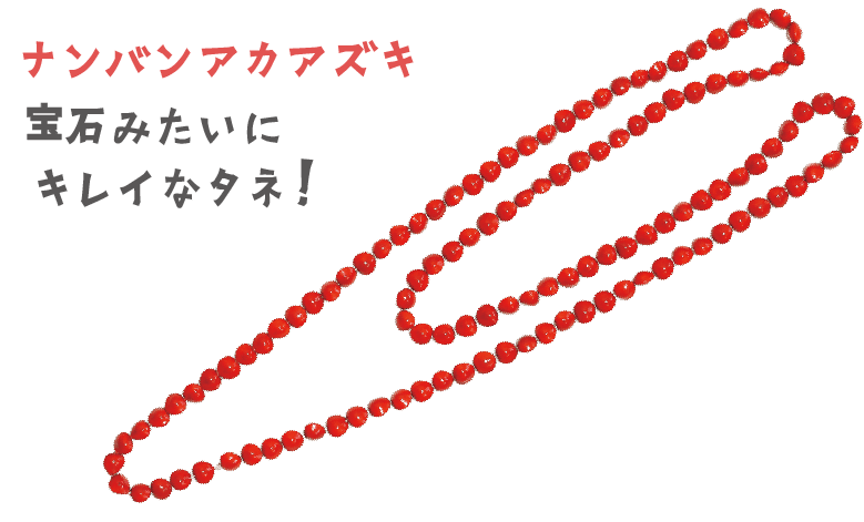 宝石みたいにキレイなタネ！ナンバンアカアズキ